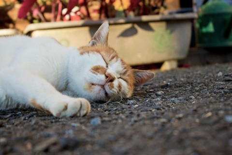 cat