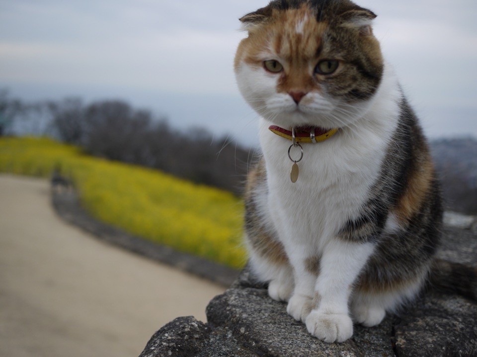 神奈川・二宮の吾妻山公園は菜の花が満開！絶景の富士山、名物猫”チャミ”にも会えるかも。